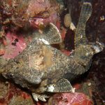 This fish may play a hole in its head like a drum