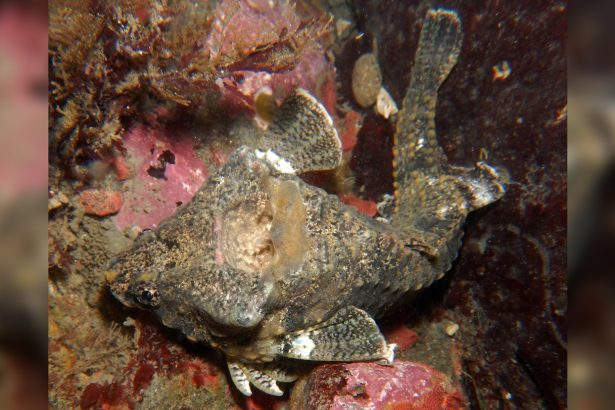 This fish may play a hole in its head like a drum