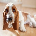 This gene may determine if dogs have long, floppy ears or short, study ones