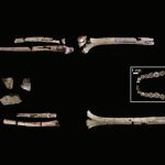 This is the most complete skeleton yet of our ancestor Homo habilis