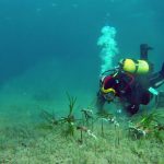 Tourism takes toll on ancient seagrass