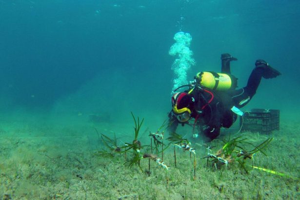 Tourism takes toll on ancient seagrass