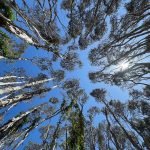 Tree bark microbiome has important overlooked role in climate