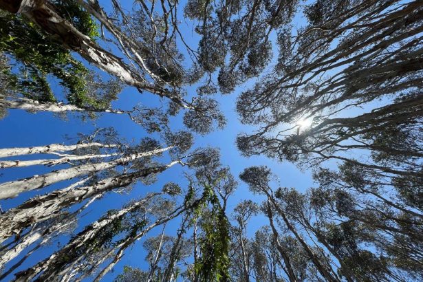 Tree bark microbiome has important overlooked role in climate