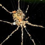 Tropical Spiders Make Fearsome ‘Puppets’ of Themselves For Protection : ScienceAlert