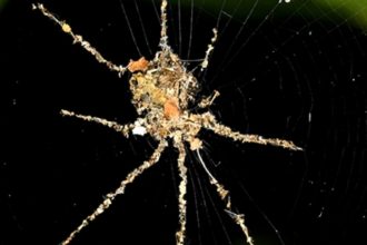 Tropical Spiders Make Fearsome ‘Puppets’ of Themselves For Protection : ScienceAlert