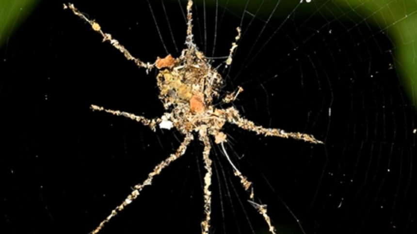 Tropical Spiders Make Fearsome ‘Puppets’ of Themselves For Protection : ScienceAlert
