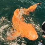 Unique ‘Golden Shark’ Caught Off Central America Diagnosed With Rare Condition : ScienceAlert