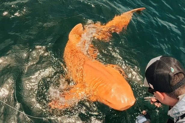 Unique ‘Golden Shark’ Caught Off Central America Diagnosed With Rare Condition : ScienceAlert