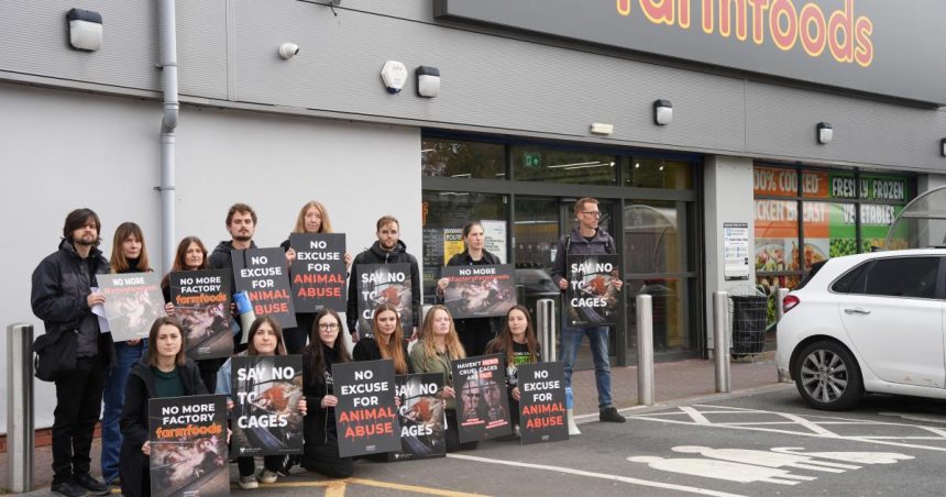 Warm words won’t free hens