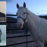 Washington gang member sacrificed horse in bizarre ritual so murdered pal could ‘ride it into the Valhalla’