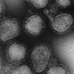 Welcome to the winter of subclade K