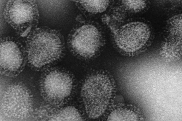 Welcome to the winter of subclade K