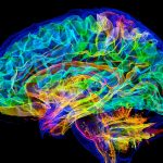 We’re about to simulate a human brain on a supercomputer