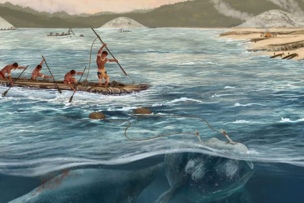 Whaling may have started 1,500 years earlier than already known