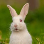 What Is The ‘White Rabbit’ TikTok Trend? Here Are The Implications