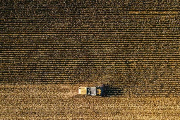 Wheat Closes Lower to Round Out 2025 Trade