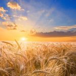 Wheat Falls Lower on Thursday