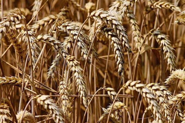 Wheat Slips Lower into Friday’s Close