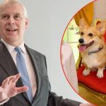 Why Corgis And Horses Are Central To Andrew Windsor’s Divorce Deal
