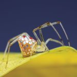 Why Does Life Keep Evolving These Geometric Patterns?