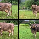 Why a tool-using cow could change how we see farm animals