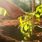 Why stroking seedlings can help them grow big and strong