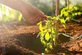 Why stroking seedlings can help them grow big and strong