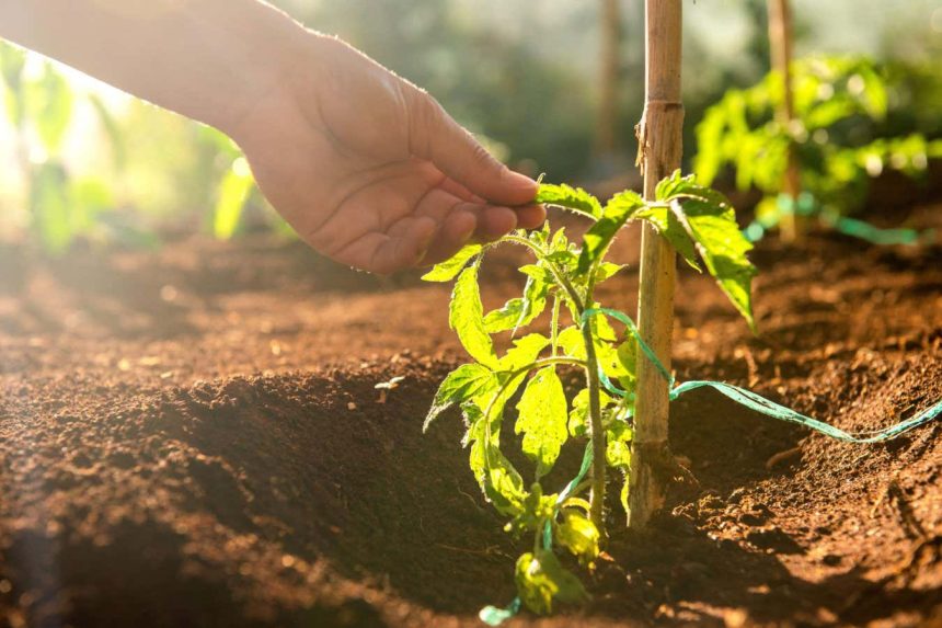 Why stroking seedlings can help them grow big and strong