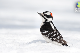 Woodpeckers’ Secret Strength Revealed—Plus, Flu Surge, AI Sleep Predictions and CES 2026 Trends