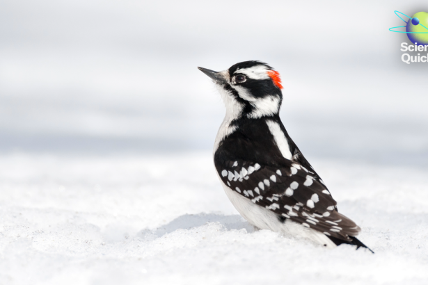 Woodpeckers’ Secret Strength Revealed—Plus, Flu Surge, AI Sleep Predictions and CES 2026 Trends