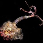 ‘Zombie Worms’ Have Mysteriously Vanished, Troubling Scientists : ScienceAlert