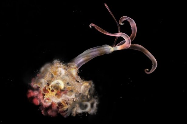 ‘Zombie Worms’ Have Mysteriously Vanished, Troubling Scientists : ScienceAlert