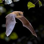 ‘Bat accelerator’ unlocks new clues to how these animals navigate