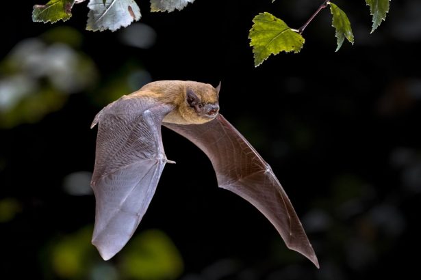 ‘Bat accelerator’ unlocks new clues to how these animals navigate