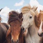 5 Things To Avoid During The Year Of The Fire Horse
