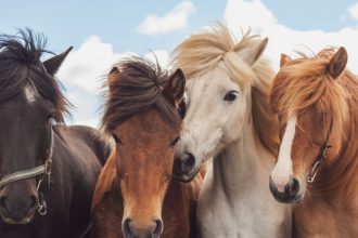 5 Things To Avoid During The Year Of The Fire Horse