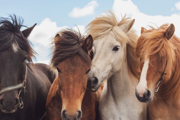 5 Things To Avoid During The Year Of The Fire Horse