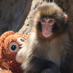 Why Am I So Moved by a Lonely Baby Monkey Named Punch?