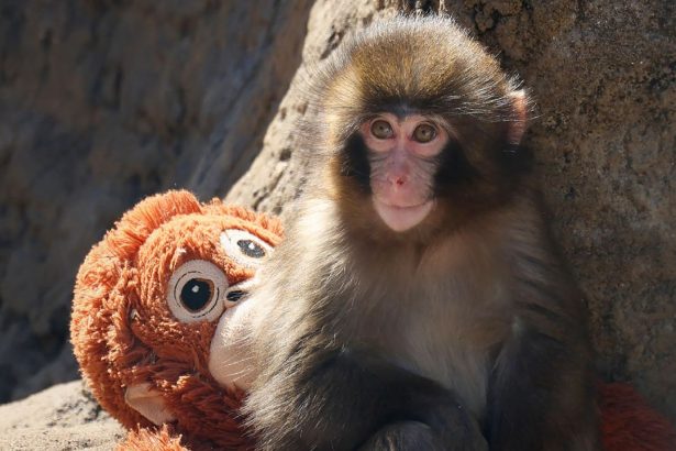 Why Am I So Moved by a Lonely Baby Monkey Named Punch?