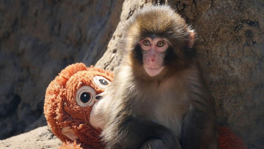 Why Am I So Moved by a Lonely Baby Monkey Named Punch?