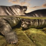 A Pair of Sea Lion Pups Wins the 2026 Underwater Photographer of the Year — Colossal