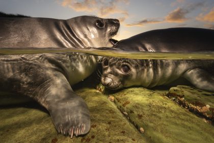 A Pair of Sea Lion Pups Wins the 2026 Underwater Photographer of the Year — Colossal