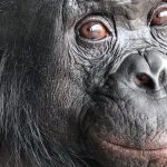 A Pretend Tea Party May Have Revealed a Chimp’s Imagination : ScienceAlert