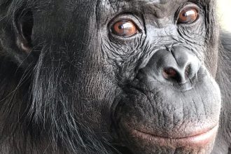 A Pretend Tea Party May Have Revealed a Chimp’s Imagination : ScienceAlert