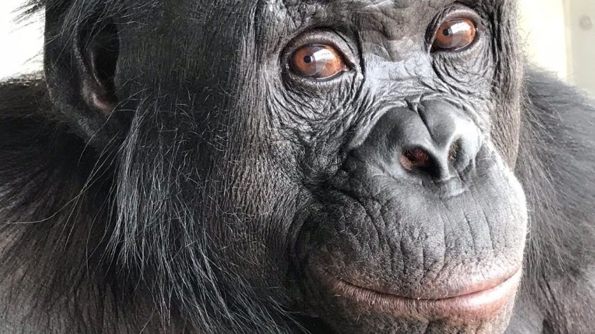 A Pretend Tea Party May Have Revealed a Chimp’s Imagination : ScienceAlert