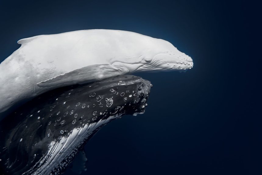 A Rare White Whale Sighting Tops the 2026 World Nature Photography Awards — Colossal
