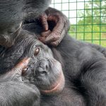 A bonobo’s imaginary tea party suggests apes can play pretend