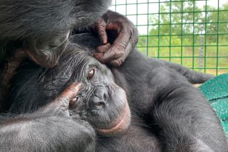 A bonobo’s imaginary tea party suggests apes can play pretend