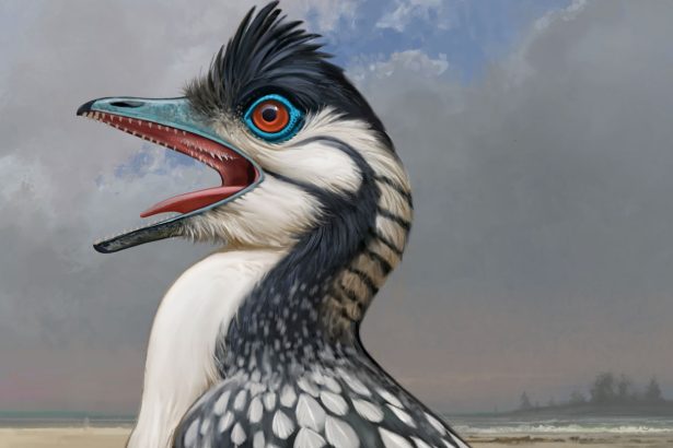 A mouth built for efficiency may have helped the earliest bird fly
